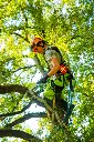 COURANT-HARNAIS-KOALA-LIFESTYLE.webp