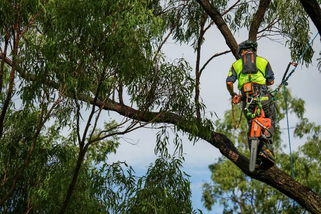 Black Audax, Big Boss and Deploy 3.webp