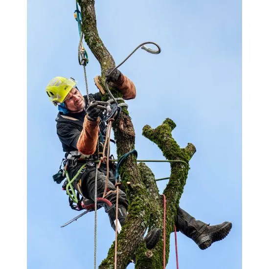 ftc-tree_donut_insitu_web-46.webp