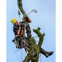 ftc-tree_donut_insitu_web-46.webp