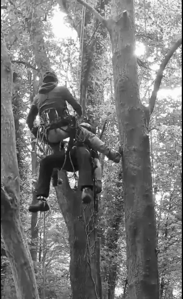 FORMATION MODULE 3 - Arboriste Sauveteur