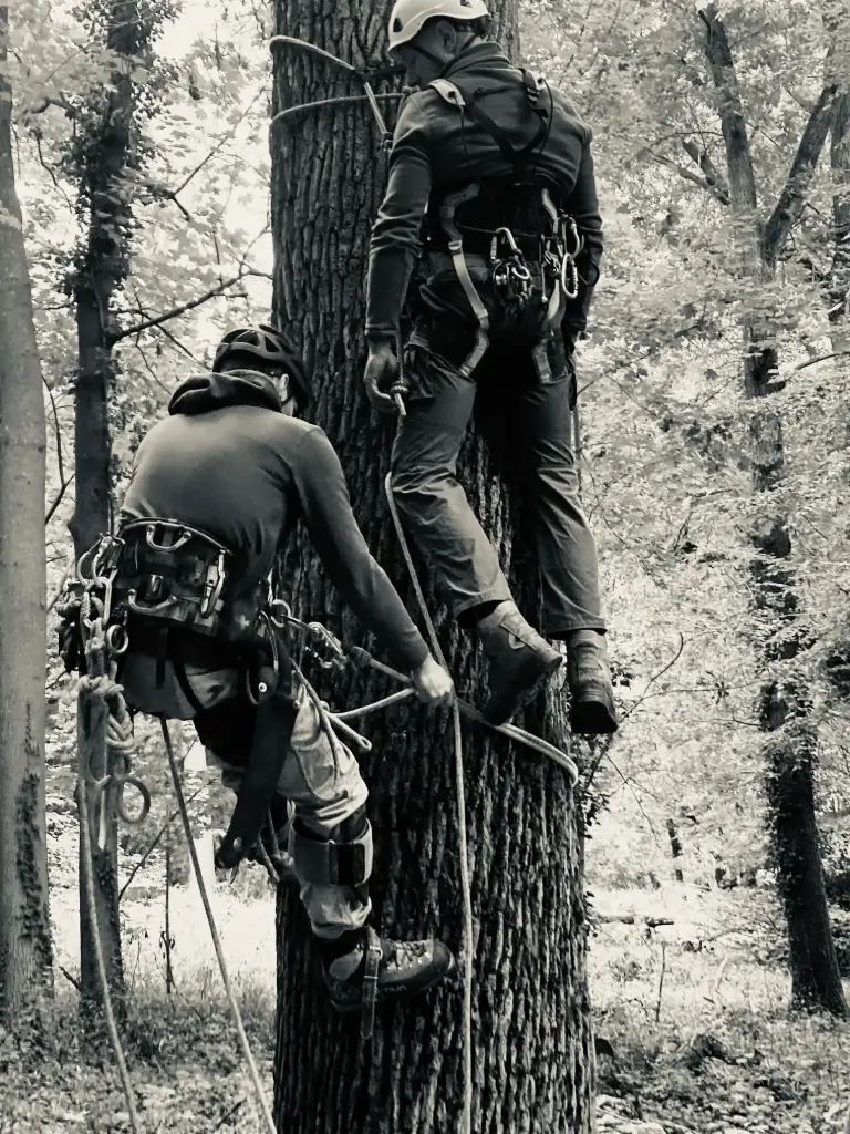 FORMATION MODULE 3 - Arboriste Sauveteur
