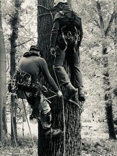 [FORLAR-3] FORMATION MODULE 3 - Arboriste Sauveteur